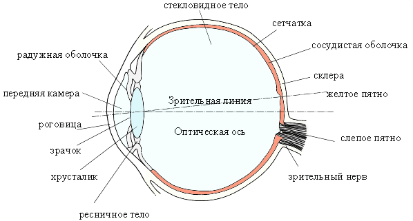 строение глаза, желтое и слепое пятно