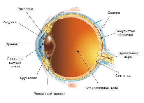 отделы глаза