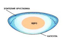 строение хрусталика