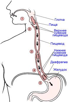 движение пищи