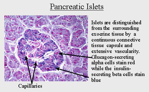 панкреатические островки (островки Лангерганса)
