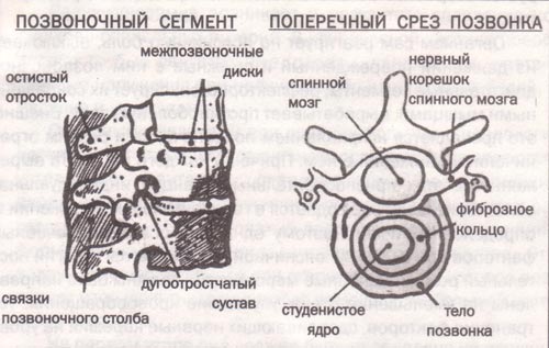 позвоночно-двигательный сегмент