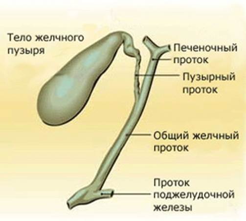 желчный пузырь с желчными протоками