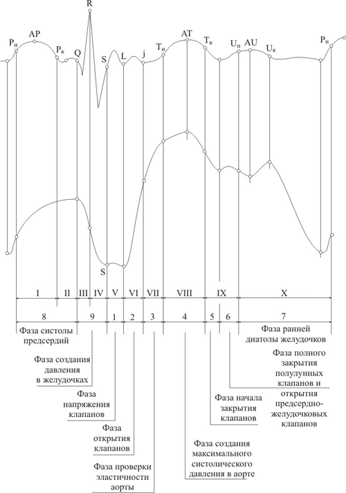 соответствие ЭКГ и фаз сердечного цикла