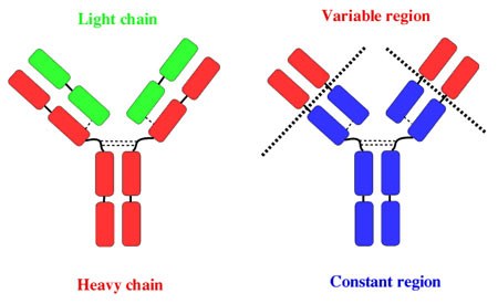 строение антитела