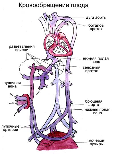 схема кровообращения плода