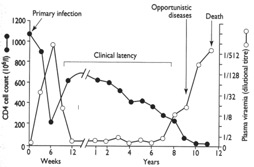 CD4 клетки и ВИЧ в динамике