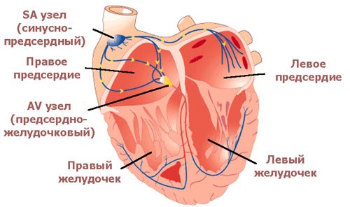 схема проводящей системы сердца