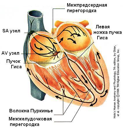 проводящая система сердца