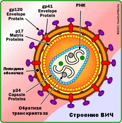 строение ВИЧ