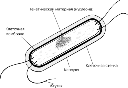 строение бактерий