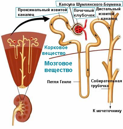 строение почки и нефрона