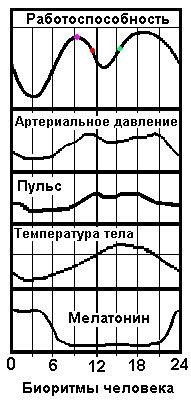 биоритмы человека