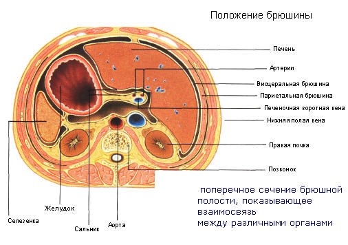 поперечное сечение брюшной полости