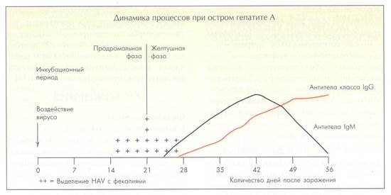 динамика образования антител и выделения вируса гепатита A с фекалиями