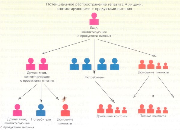 потенциальное распространение гепатита A лицами, контактирующими с продуктами питания