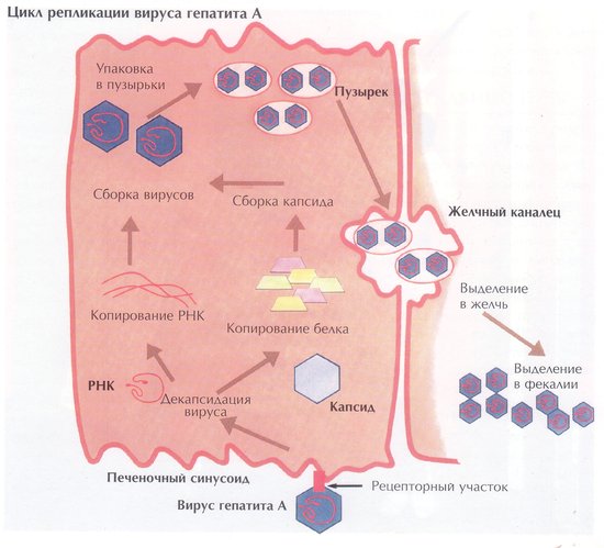цикл репликации вируса гепатита A