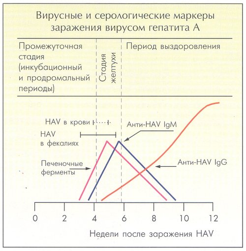 количество антител в зависимости от стадии инфекции, вызванной гепатитом A