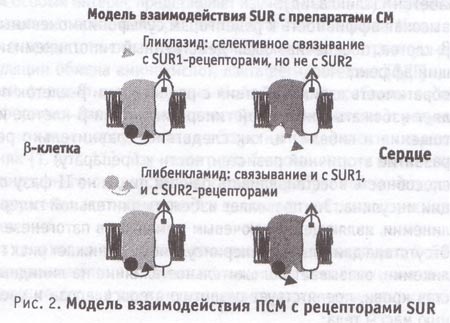 Модель взаимодействия препаратов сльфонилмочевины с рецепторами SUR