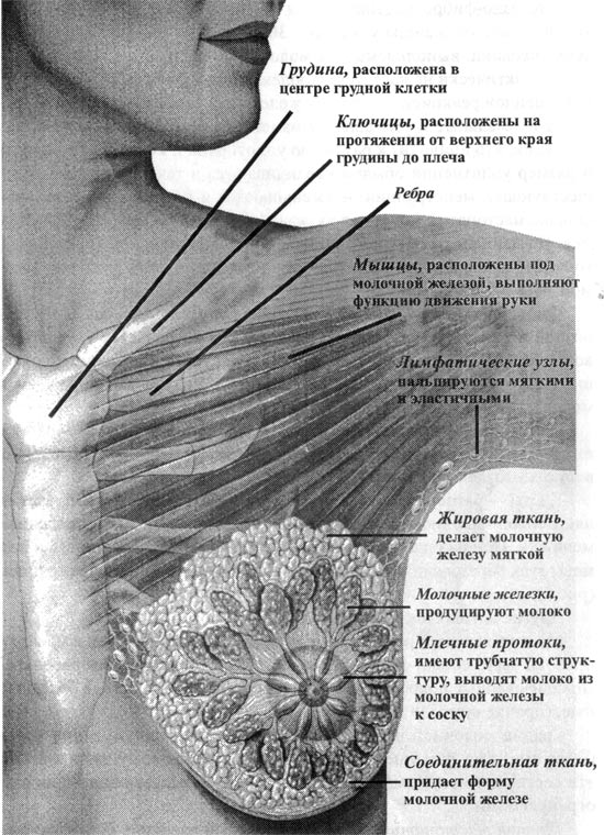 анатомия молочной железы