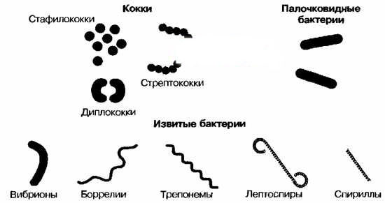 формы бактерий