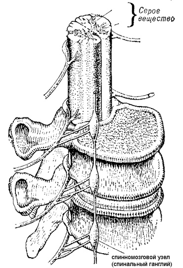 спинномозговой узел (спинальный ганглий) по отношению к позвоночнику