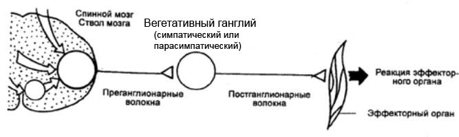 схема строения вегетативной нервной системы