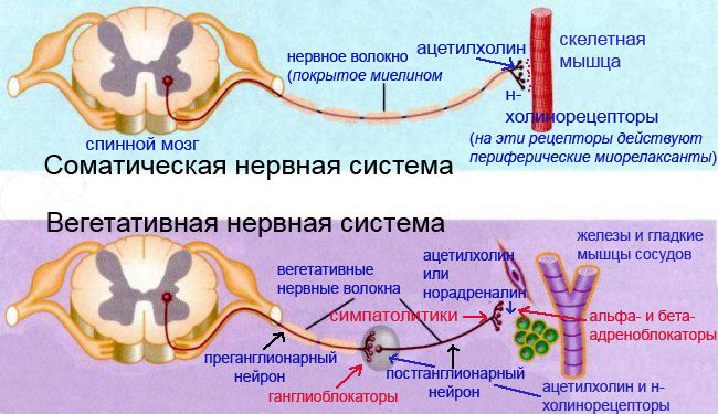 сравнение строения соматической и вегетативной нервной системы