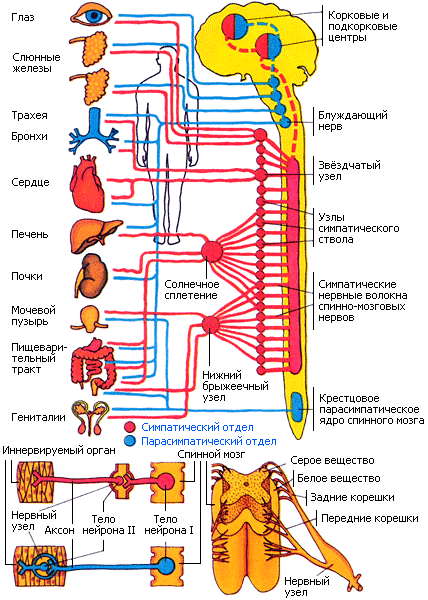 подробная схема строения симпатической и парасимпатической нервной системы