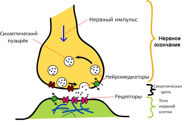 синапс и схема строения синапса