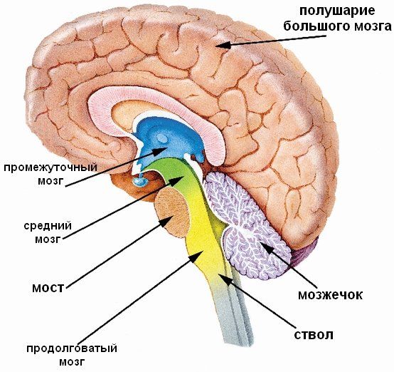 отделы головного мозга