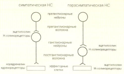 сравнение строения симпатической и парасимпатической нервной системы