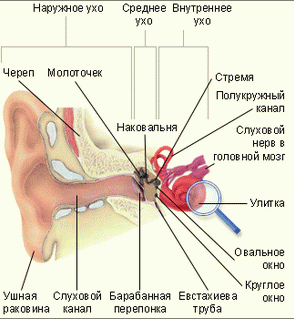 ухо делится на наружное, среднее и внутреннее