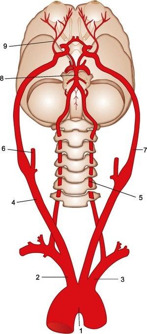 кровоснабжение головного мозга