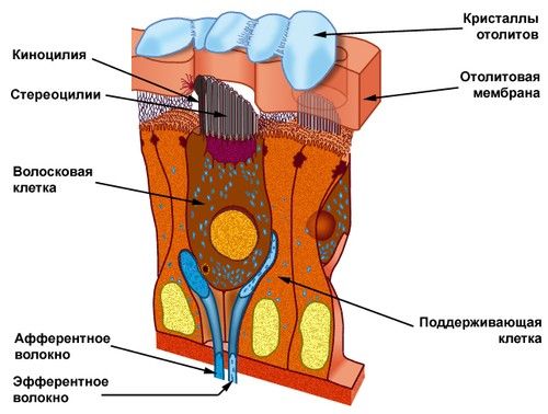 отолитовая мембрана и рецепторные клетки