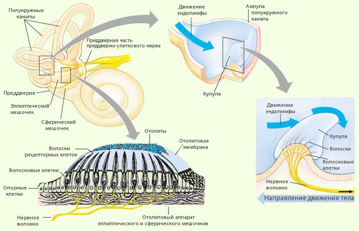 отолитовый аппарат и восприятие равновесия