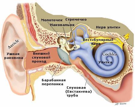 строение уха