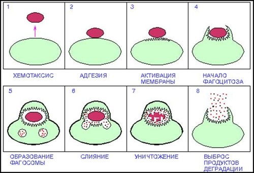 этапы фагоцитоза