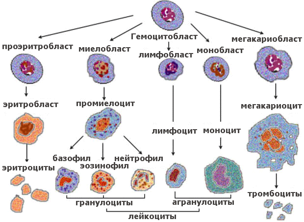 лейкоциты и этапы кроветворения