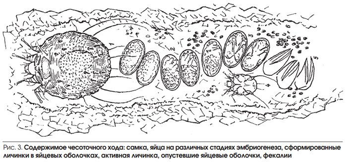 содержимое чесоточного хода