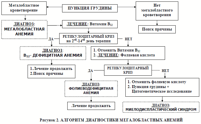 алгоритм диагностики мегалобластных анемий