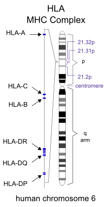 расположение генов HLA в 6 хромосоме