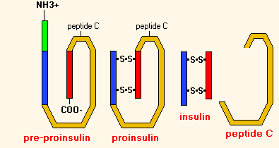 C-пептид остается при образовании инсулина из проинсулина