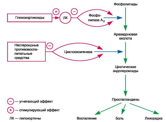 фосфолипиды, арахидоновая кислота, простагландины и их превращения