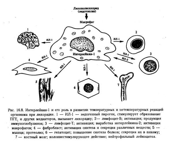 роль интерлейкина-1