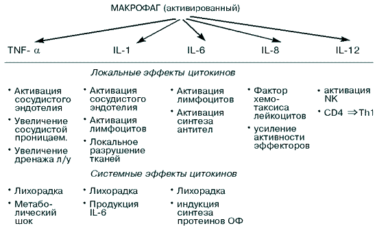 секреция цитокинов при активации макрофага