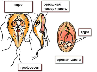 строение вегетативных форм лямблий и цист