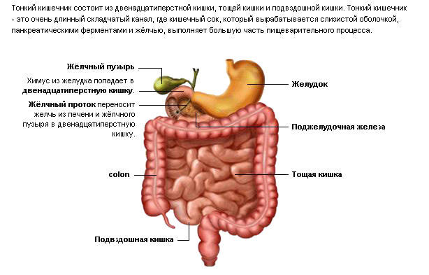 органы желудочно-кишечного тракта