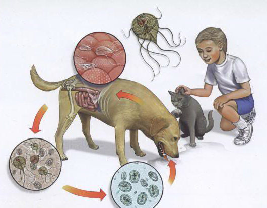 дети заражаются лямблиозом от собак и кошек