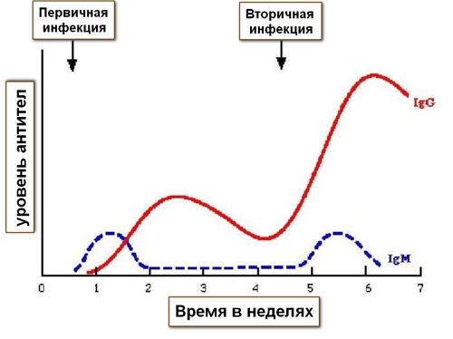 динамика антител при инфекции